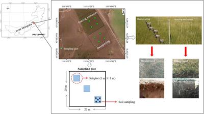 Coupling Between the Responses of Plants, Soil, and Microorganisms Following Grazing Exclusion in an Overgrazed Grassland